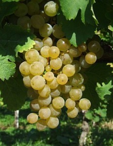 4589-vitis-vinifera-bianca-reva-vinna-1.jpg
